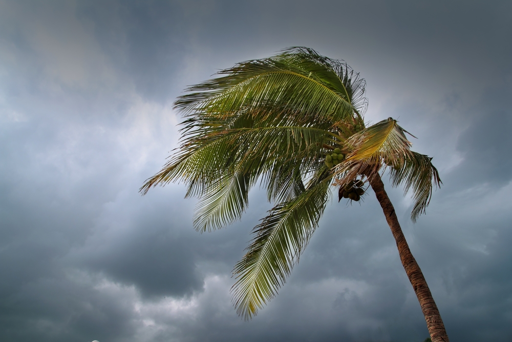 palm tree blowing in heavy winds