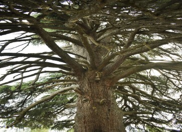A view up the trunk into the branches of a tree.
